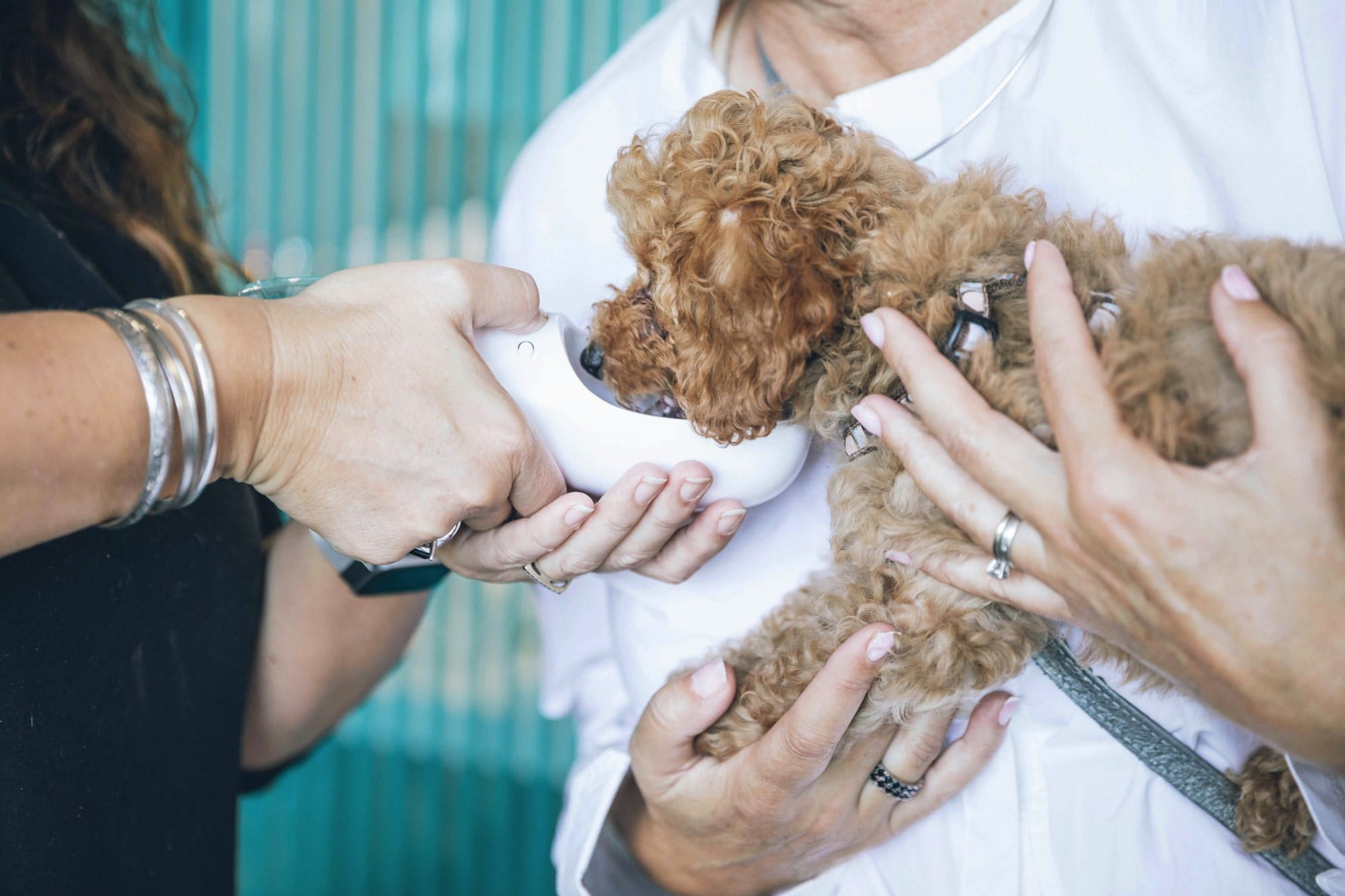 sitios web para veterinarios